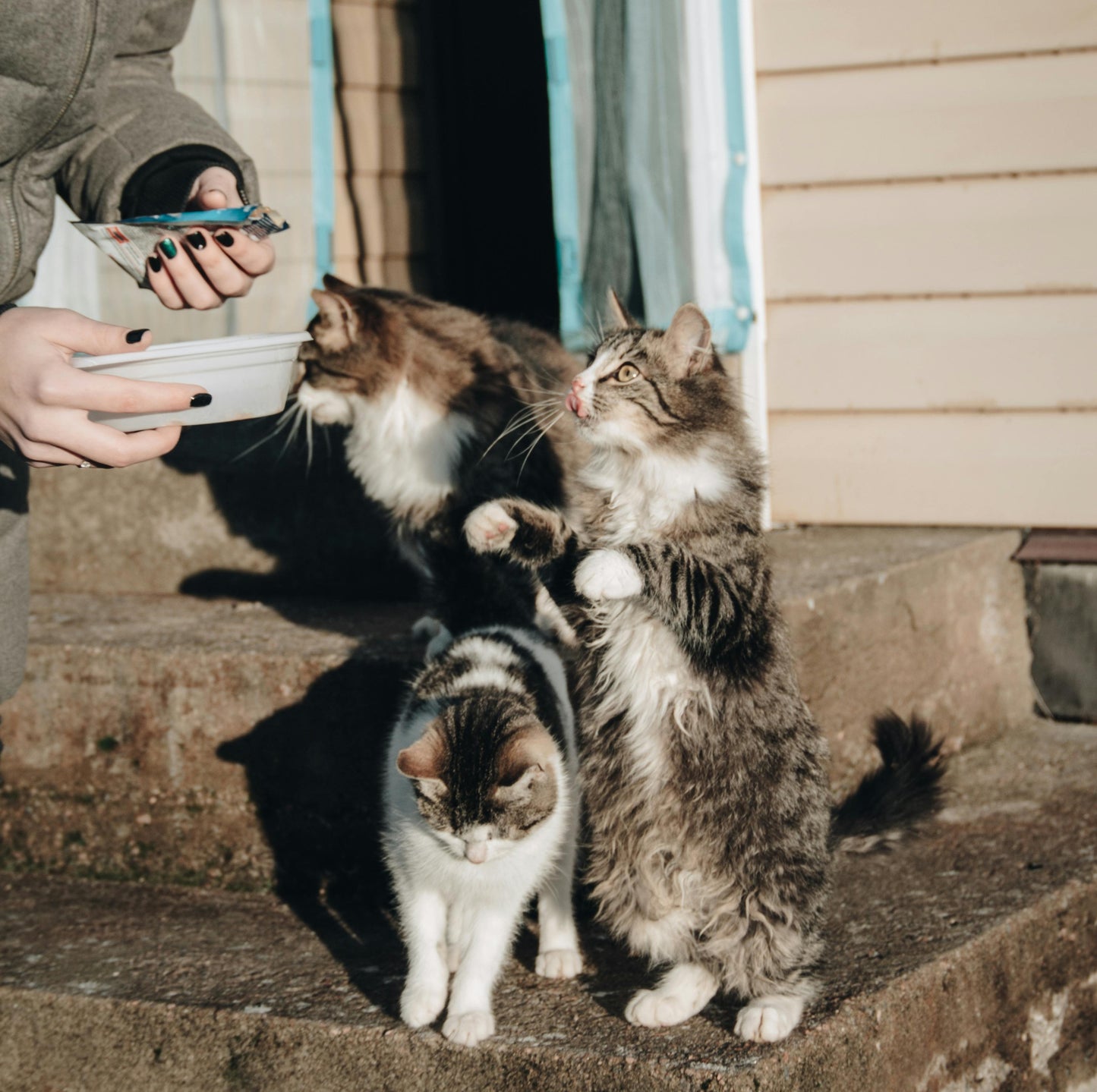 ๐พ๐ One Meal for a Stray Animal